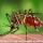 Cara Mencegah dan Menyembuhkan Penyakit Demam Berdarah Dengue