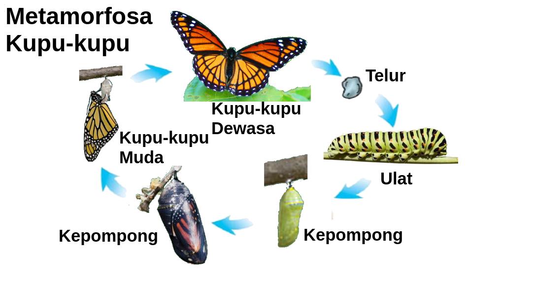 Metamorfosa Kupu-kupu  Info Indonesia